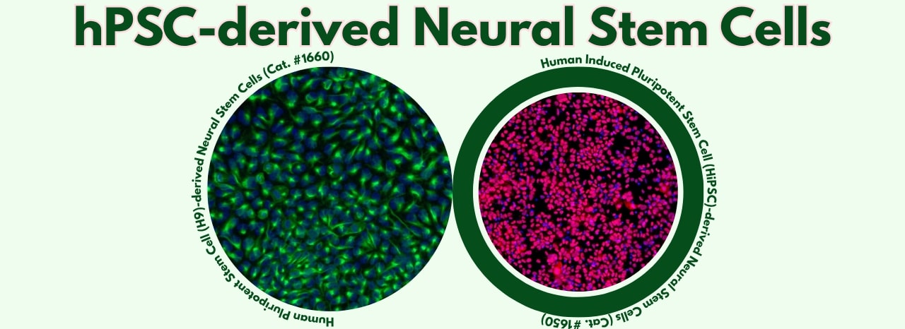hPSC-derived Neural Stem Cells